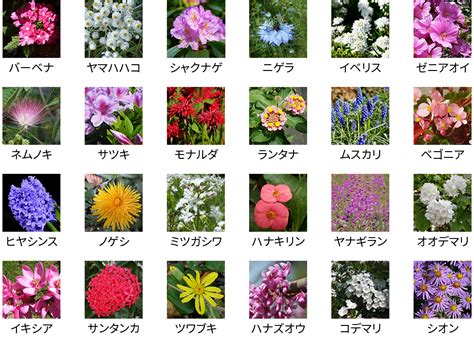 花種類|花の名前一覧（名前や開花時期、画像から検索） 